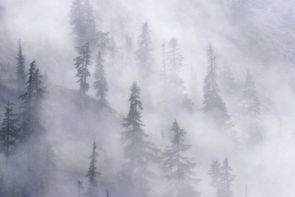 WA, Mount Baker Dense fog blankets mountainside